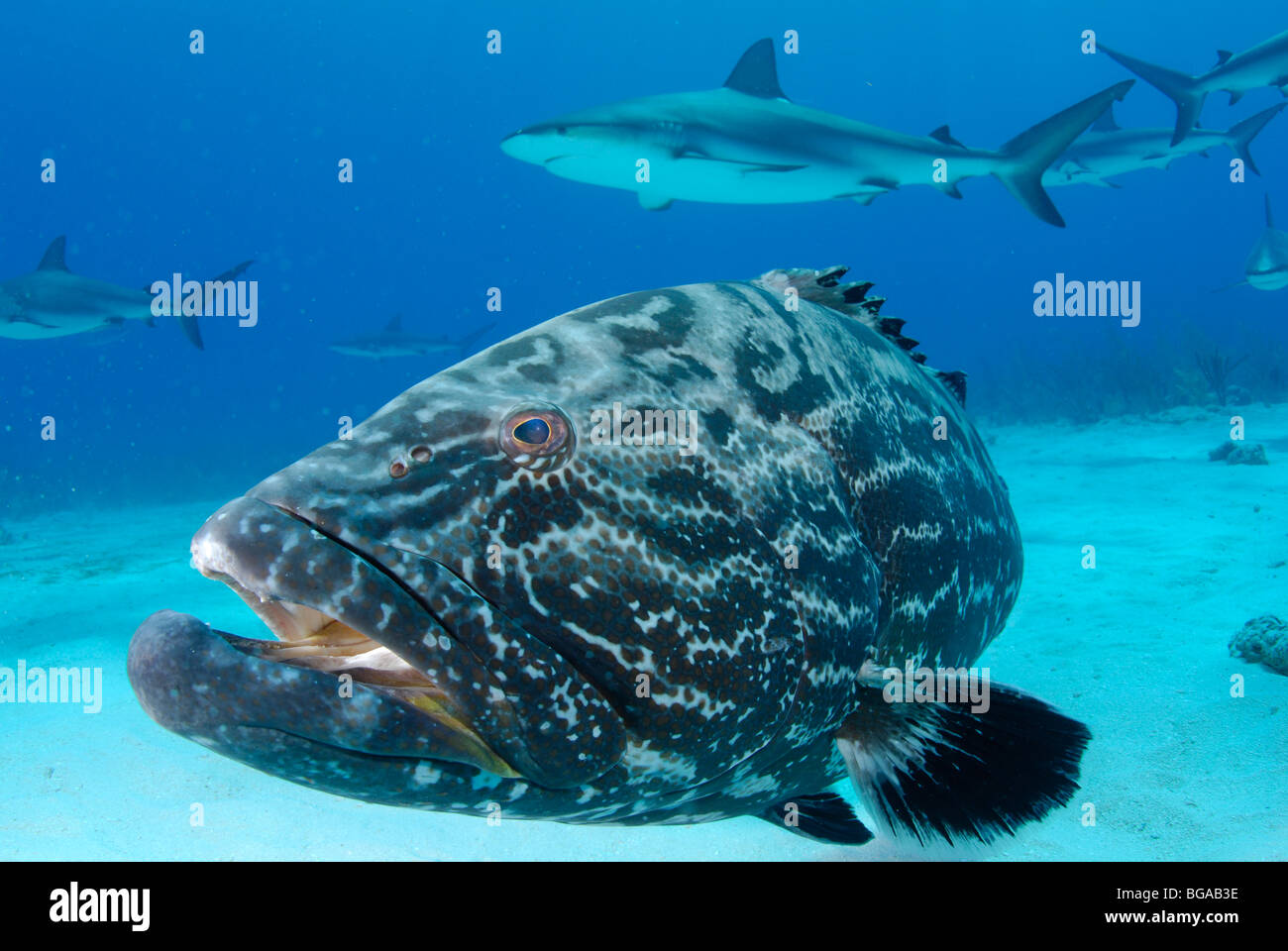 Mérou noir et les Requins Banque D'Images