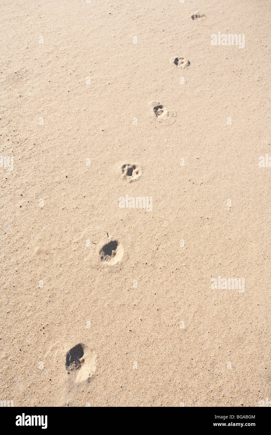 Feuilles de paw de renard roux ( vulpes vulpes ) sur sable mou , Finlande Banque D'Images