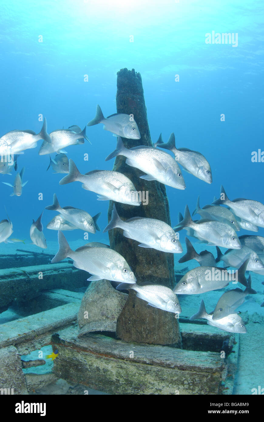 Banc de Margate blanc sur une épave dans la mer des Caraïbes Banque D'Images