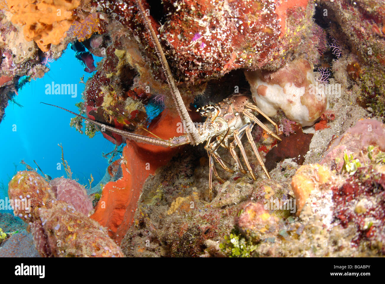 Des langoustes Banque D'Images