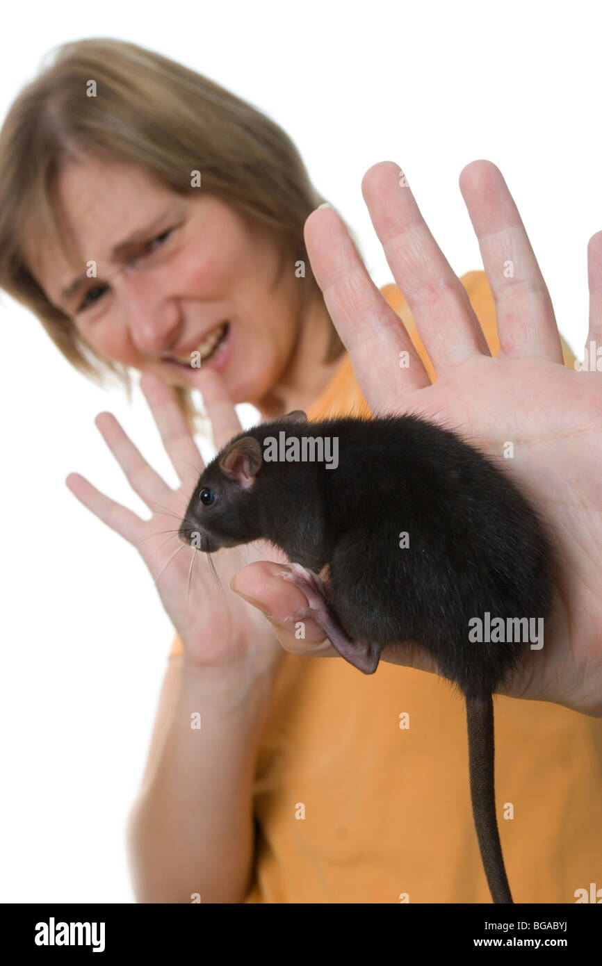 Peur de défendre femme gros rat noir Banque D'Images