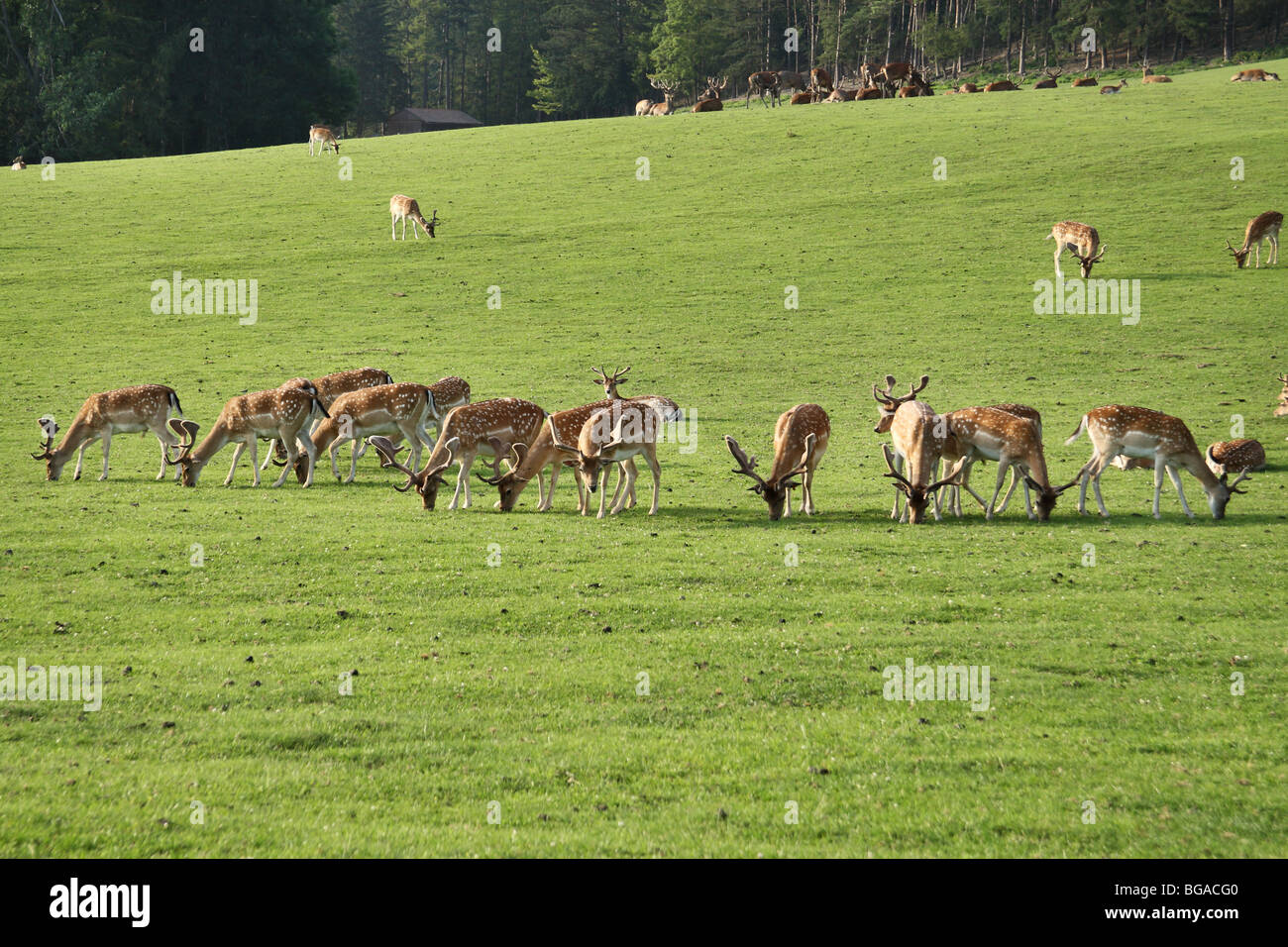 Ferme de cerf Banque D'Images