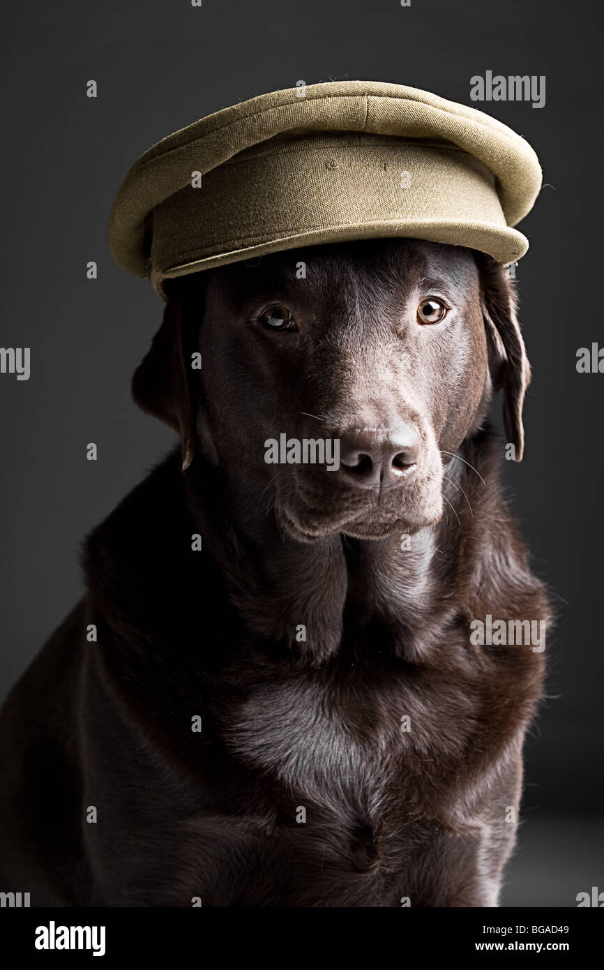 Tourné d'un labrador chocolat à l'Armée Hat Banque D'Images