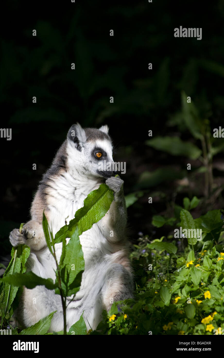 Untitled Document Adultes (Lemur catta) se nourrissent de feuilles (Rumex obtusifolius dock) Banque D'Images