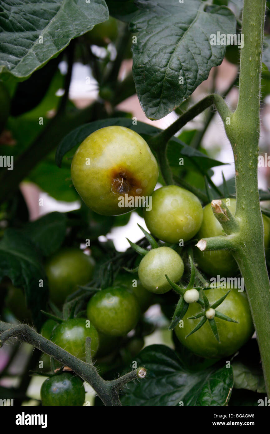 La pourriture apicale SUR LES PLANTS DE TOMATES Banque D'Images