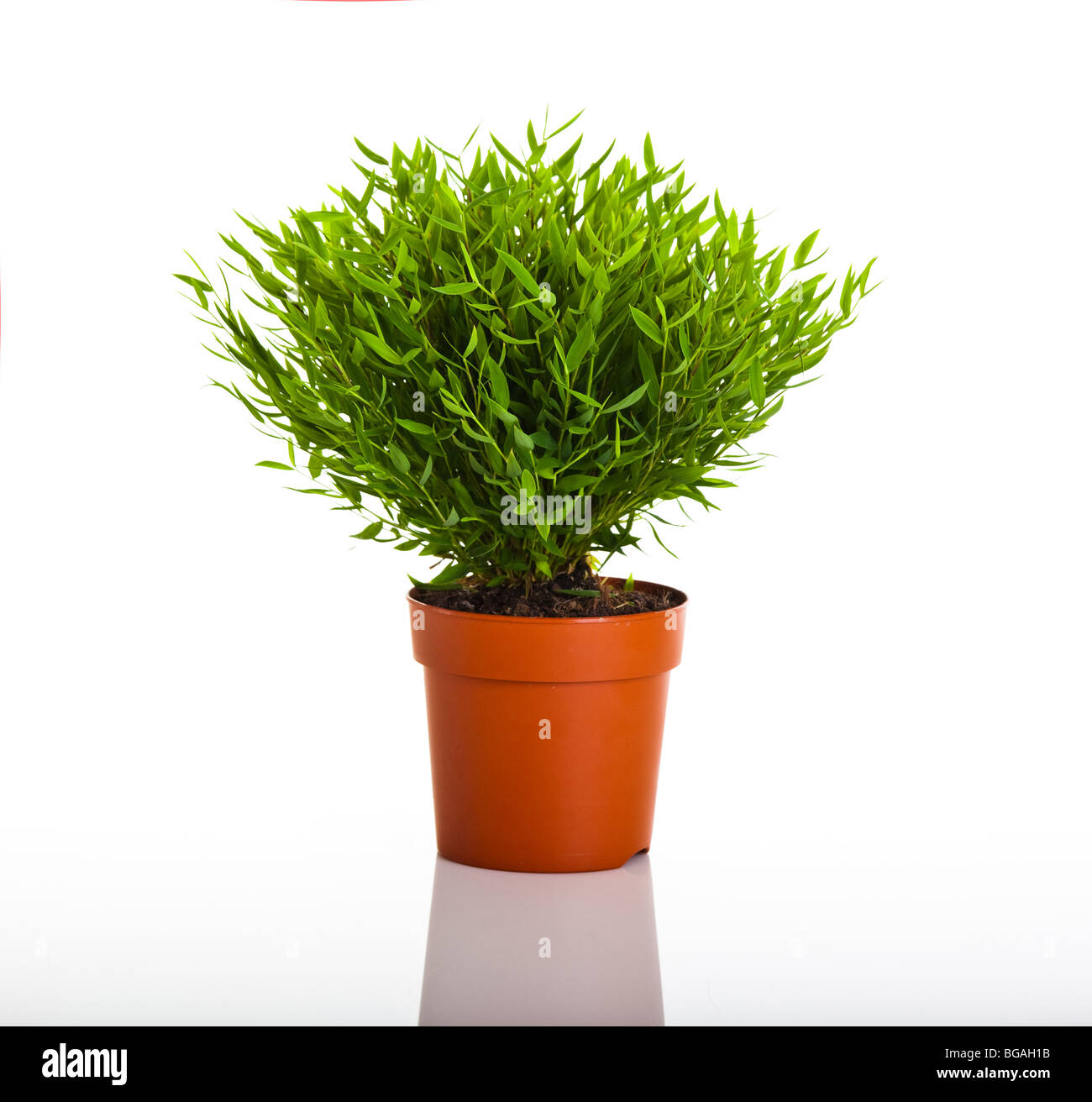 BAMBOU BLANC main image 0