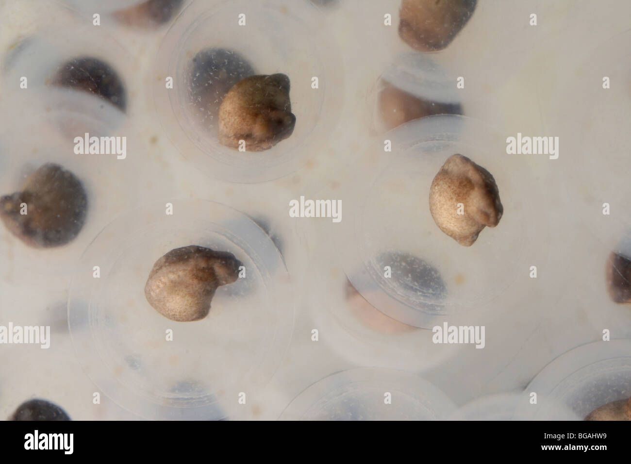 La salamandre maculée (Ambystoma maculatum) les embryons à l'intérieur des oeufs. Banque D'Images