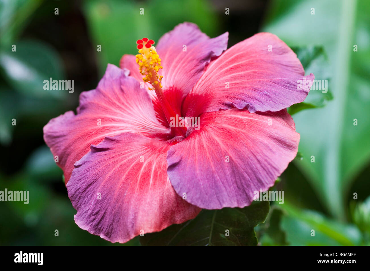 Fleur d'hibiscus, Queensland, Australie Banque D'Images