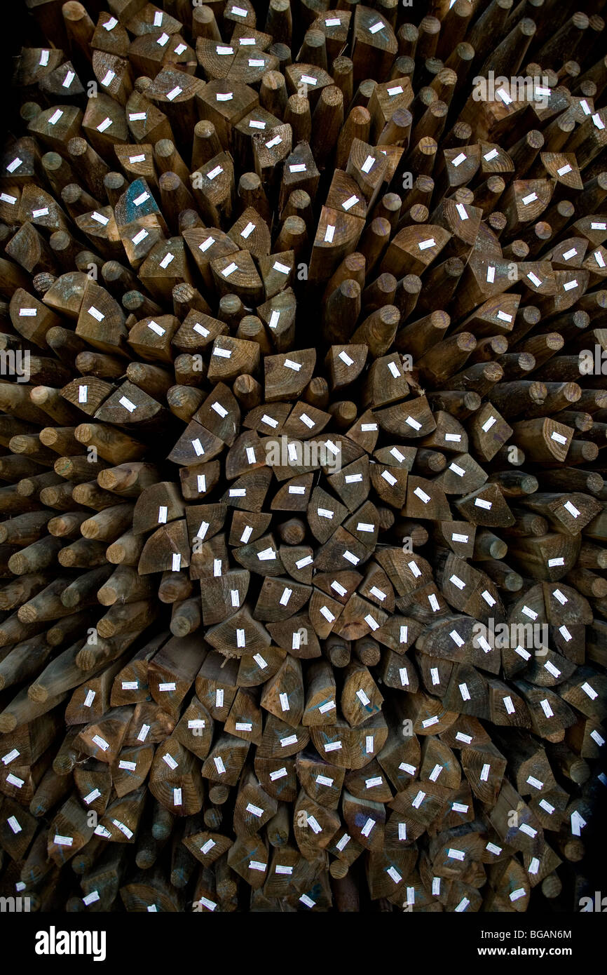 L'usine de triage du bois des pins Néo Zélandais pile Banque D'Images