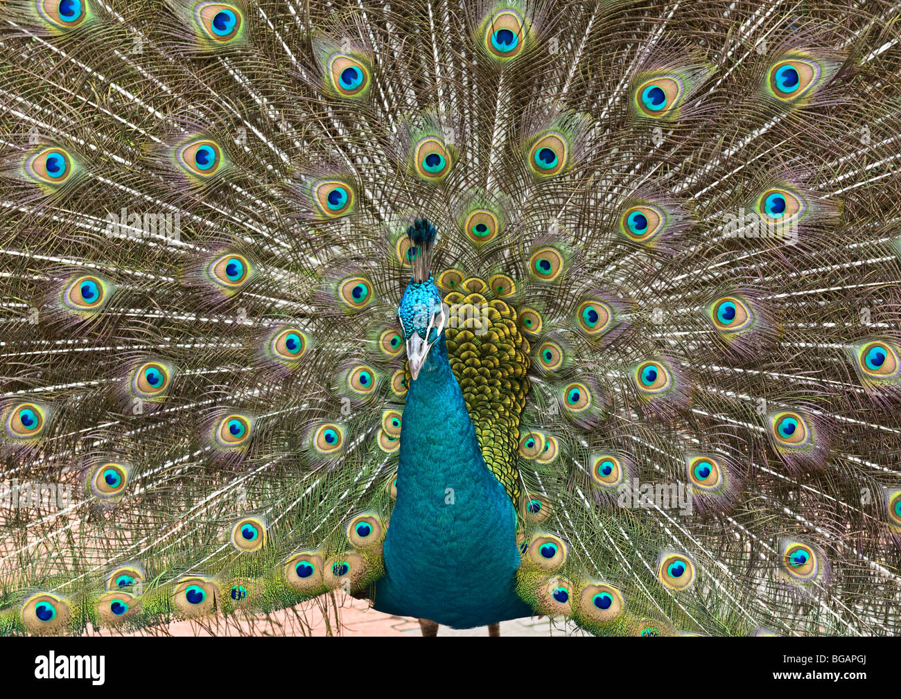 Peacock dans l'accouplement rituel de spectacle de plumes caudales supérieure allongée torché pour attirer l'attention des femmes. Banque D'Images