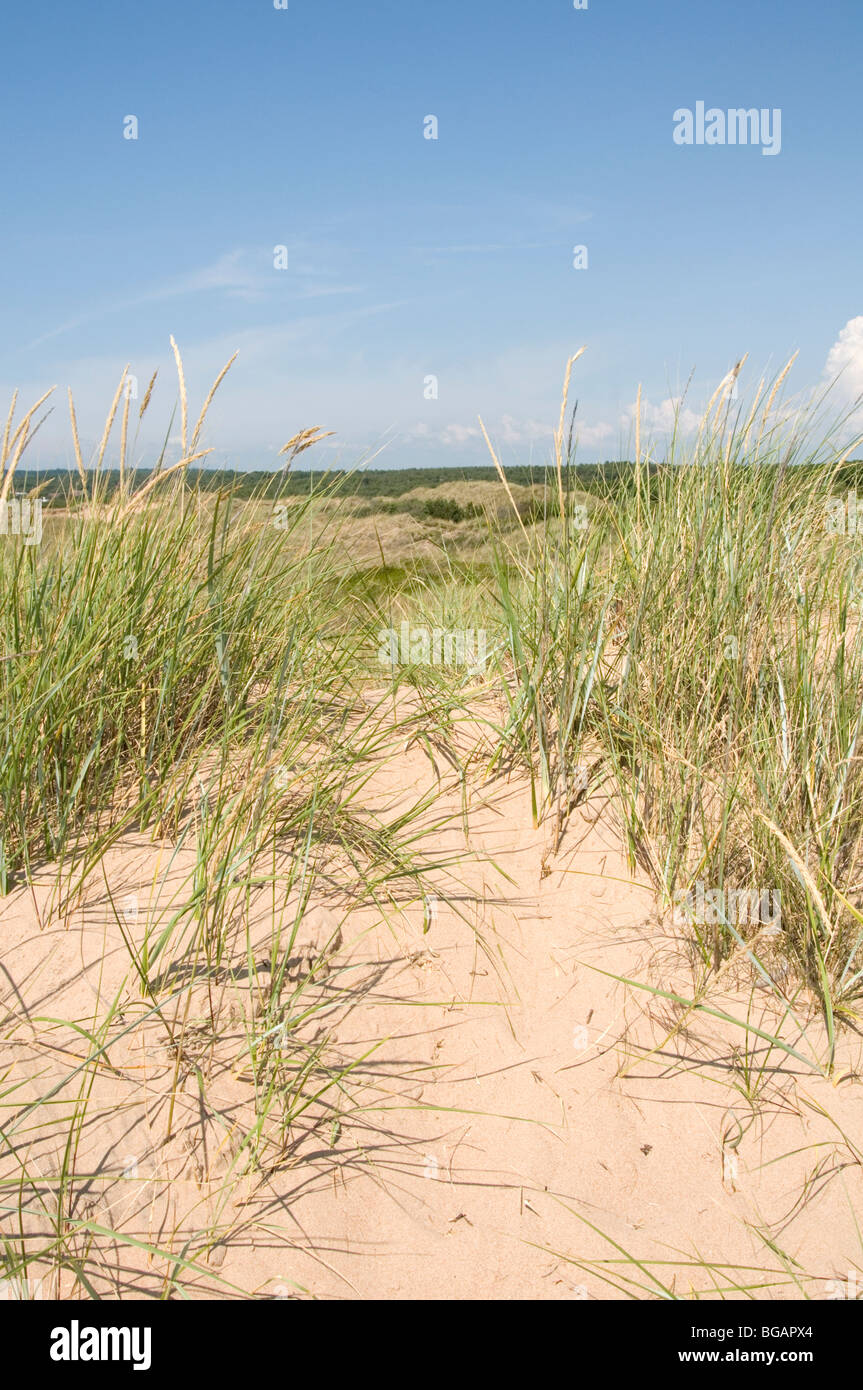 Dunes de sable plage Plages Plages Plage de sable des dunes herbes herbe drue ciel ciel bleu Banque D'Images