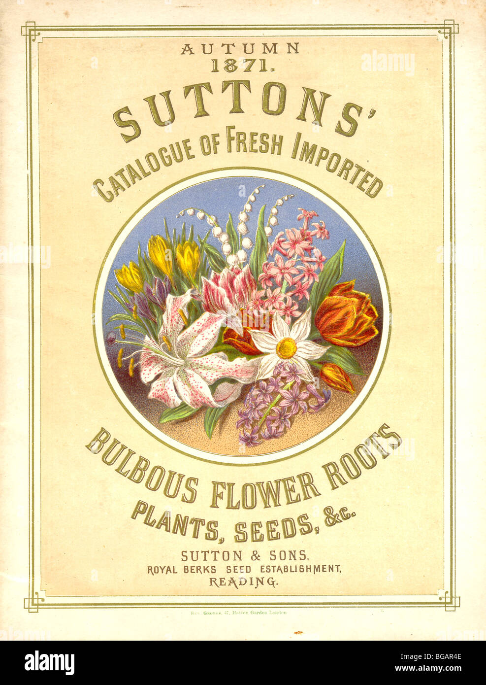 Fleur à bulbe Suttons Racines, plantes et graines Banque D'Images