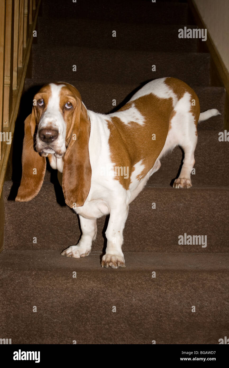 Bassett Hound dans l'escalier Banque D'Images