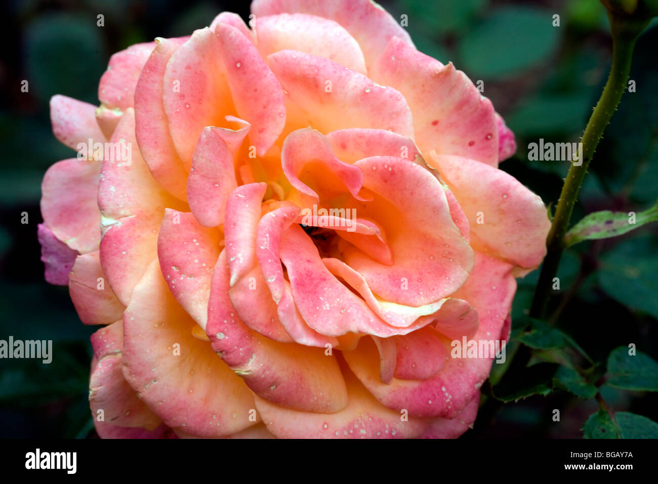 Rose rose et jaune Banque D'Images