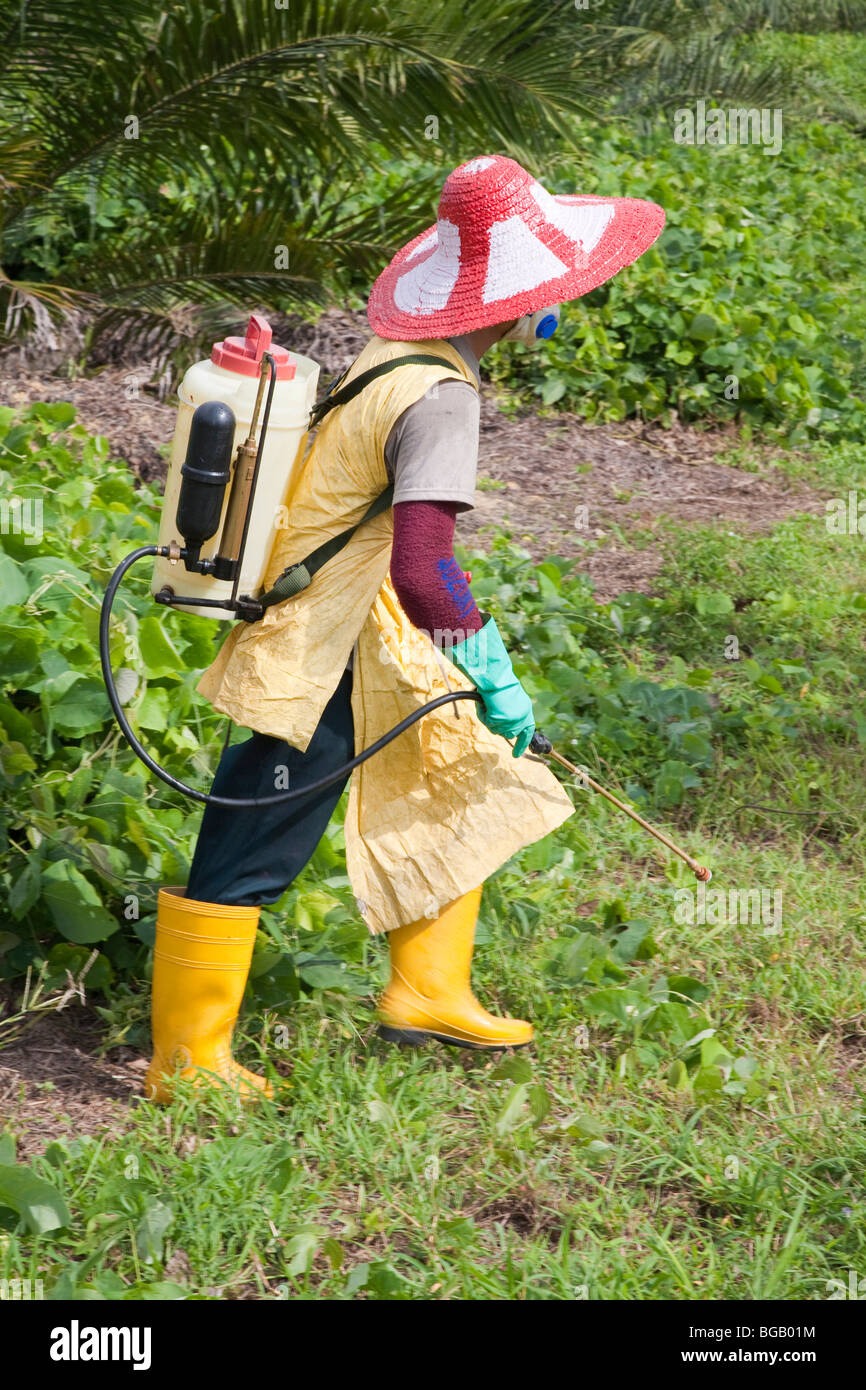 Un travailleur de pulvériser l'herbicide glyphosate autour de jeunes palmiers. Sindora plantation de palmier à huile Banque D'Images
