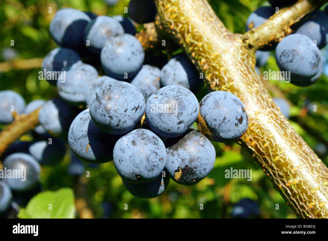 Prunelles fruit du prunellier Prunus spinosa Famille Roseaceae utilisé dans la fabrication de sloe gin Banque D'Images