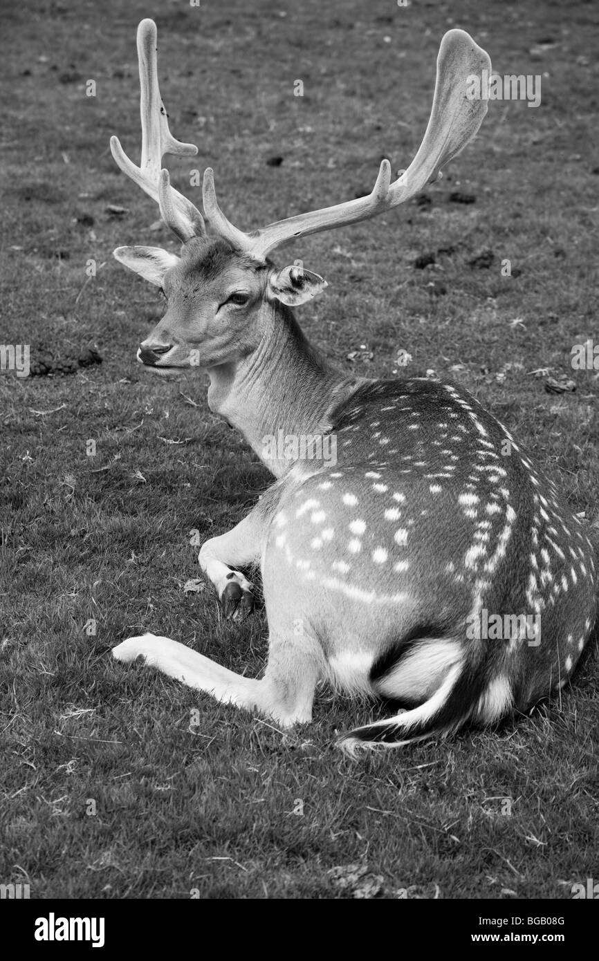 Deer sitting on grass, Cheshire, Royaume-Uni Banque D'Images