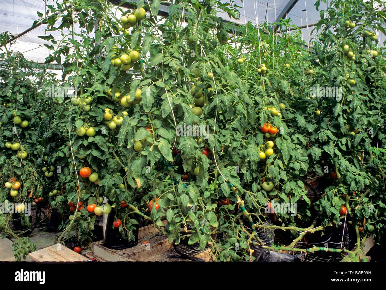 Tomates, serre, culture hydroponique. Banque D'Images