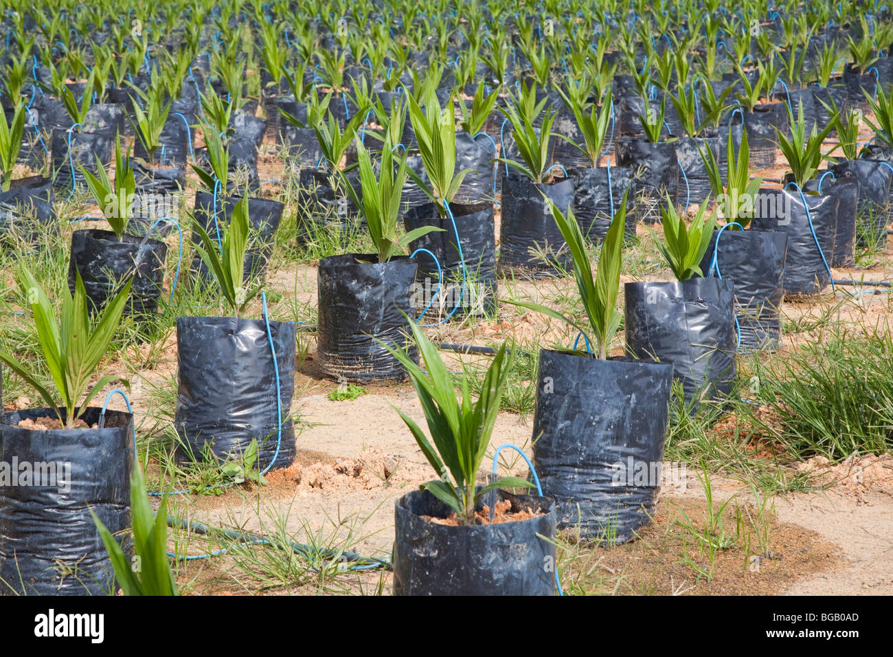Sur le site pétrolier de pépinière palm en utilisant l'irrigation goutte-à-goutte à l'eau les plantes en pot. Sindora la plantation de palmiers à huile. Banque D'Images