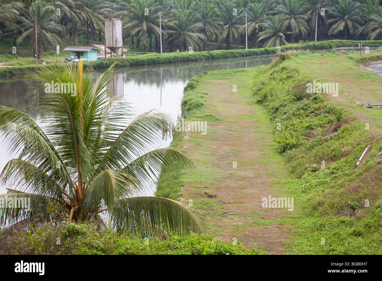 Les bassins anaérobies tenir palm oil mill effluent. Le moulin à huile de palme Sindora, Malaisie Banque D'Images