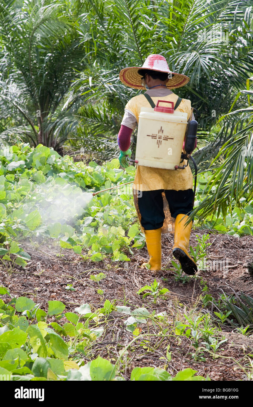Un travailleur de pulvériser l'herbicide glyphosate autour de jeunes palmiers. Sindora plantation de palmier à huile Banque D'Images