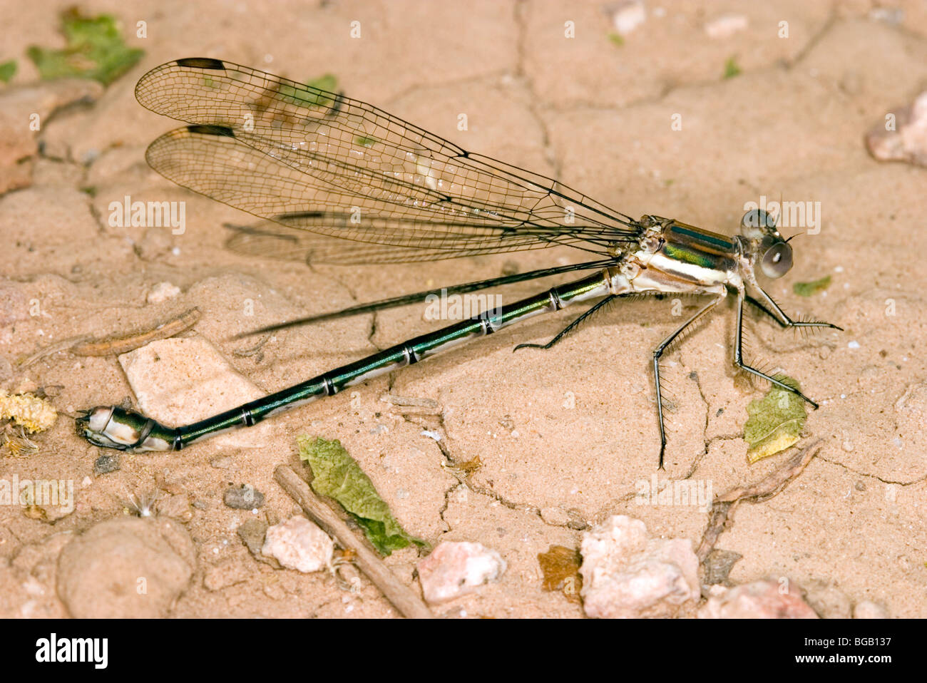 Swamp Spreadwing Banque D'Images