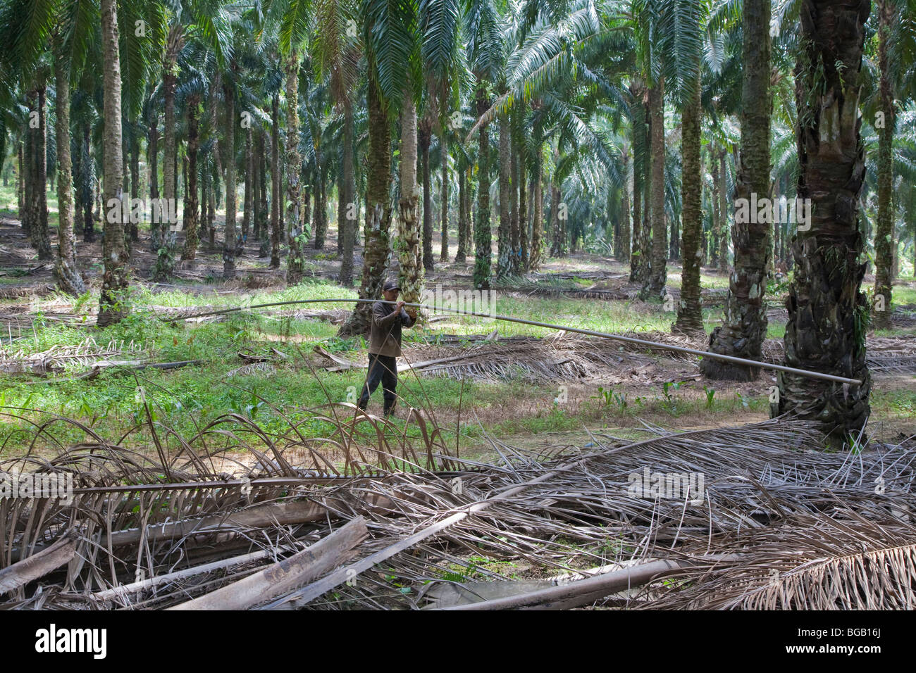 Un travailleur exerçant un long poteau récolte au moyen d'une palmeraie. Sindora la plantation de palmiers à huile. Banque D'Images