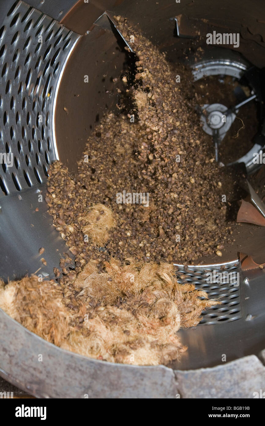 Un trieur rotatif séparant le palmiste de fruit vide bande fibres. Le moulin à huile de palme Sindora, Johor Bahru, Malaisie Banque D'Images