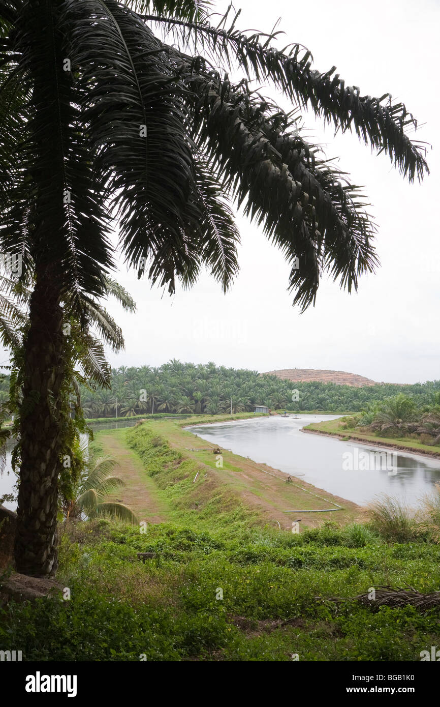 Les bassins anaérobies tenir palm oil mill effluent. Le moulin à huile de palme Sindora, Malaisie Banque D'Images