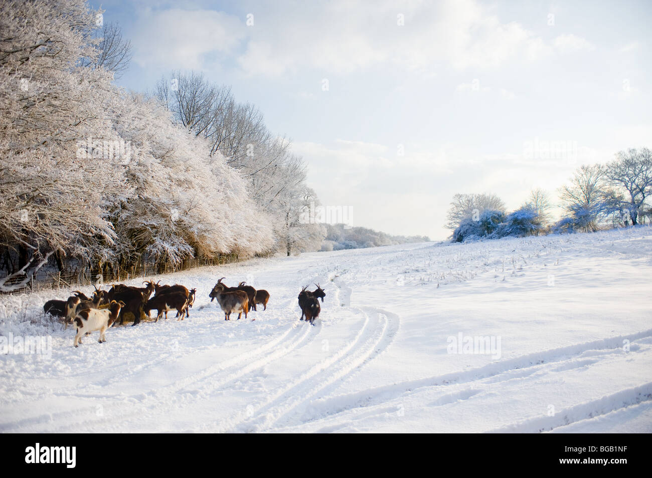 Les fortes chutes de neige dans l'Essex, bois. Banque D'Images