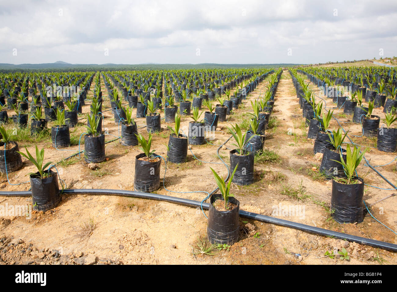 Sur le site pétrolier de pépinière palm utilise l'irrigation goutte-à-goutte à l'eau les plantes en pot. Sindora la plantation de palmiers à huile. Banque D'Images