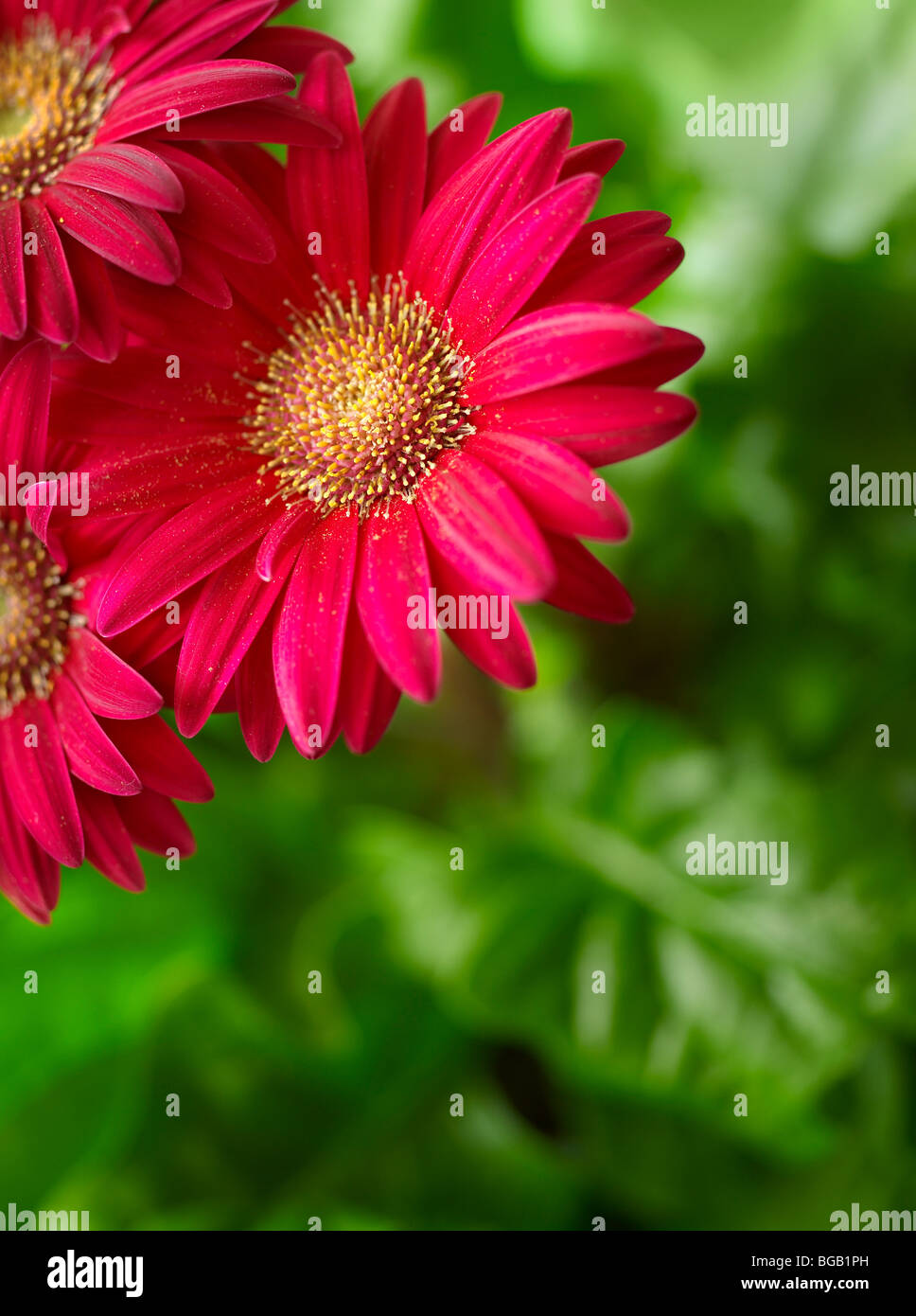 Gerber Daisy Flower Gerbera rose, USA Banque D'Images