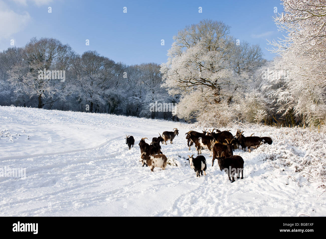 Les fortes chutes de neige dans l'Essex, bois. Banque D'Images