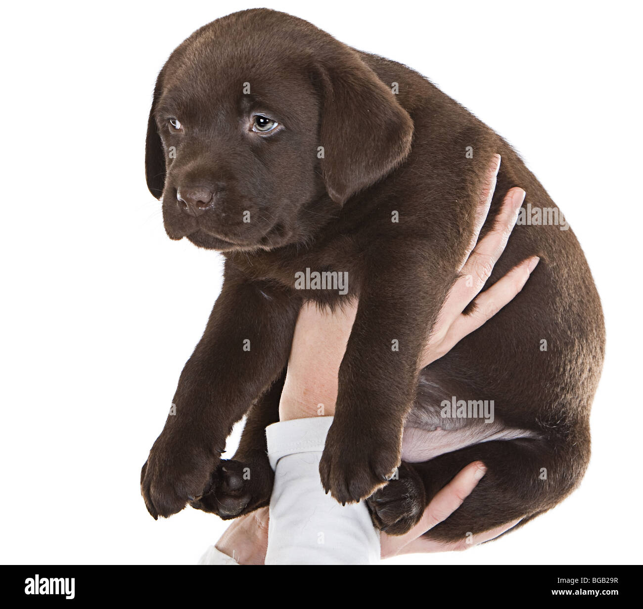 D'un coup isolés chiot labrador chocolat qui aura lieu Banque D'Images