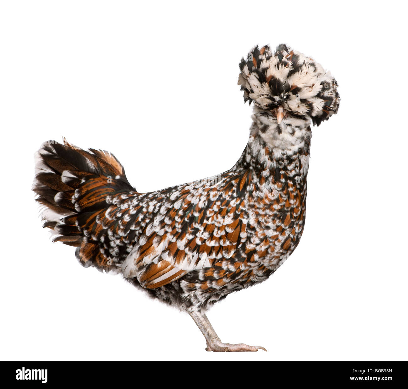 Tollbunt poulet polonaise tricolore, 10 years old, in front of white background Banque D'Images