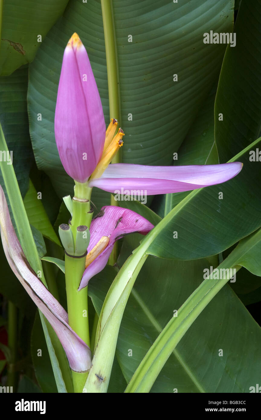 Fleur pourpre sur une forme d'ornement plante banane, Chiang Mai, Thaïlande. Banque D'Images