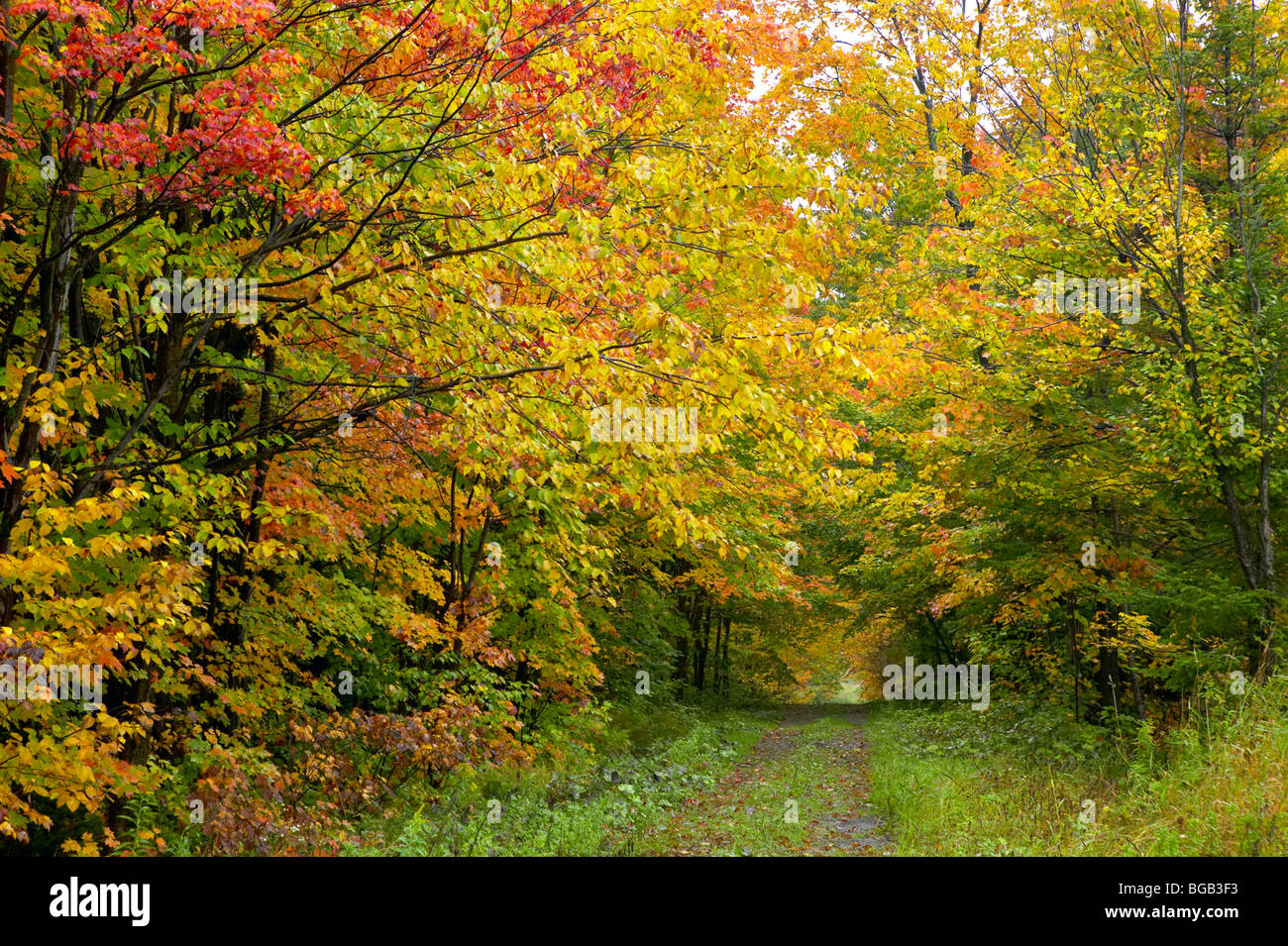 Route avec des feuilles d'automne Banque D'Images