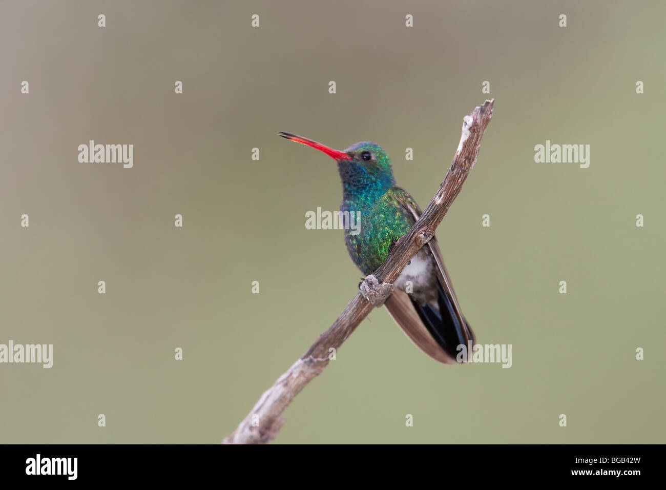 Large-billed Hummingbird (Cynanthus latirostris magicus) mâle. Banque D'Images