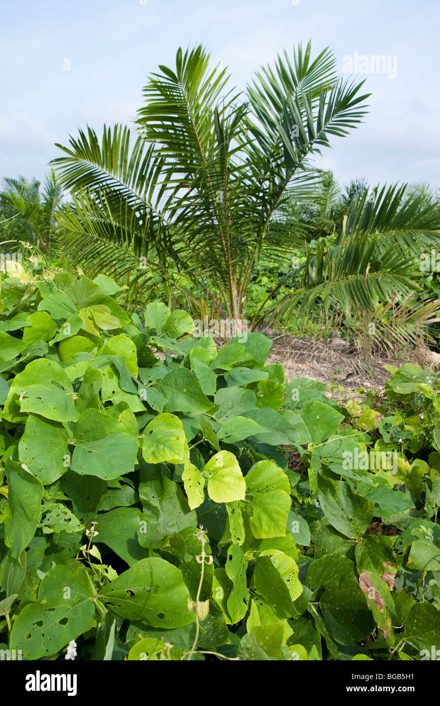 Le Mucuna bracteata, une couverture de légumineuses à l'usine Sindora plantation de palmiers à huile. Par la RSPO certifiés verts Banque D'Images Le Mucuna bracteata, une couverture de légumineuses à l'usine Sindora plantation de palmiers à huile. Par la RSPO certifiés verts Banque D'Images