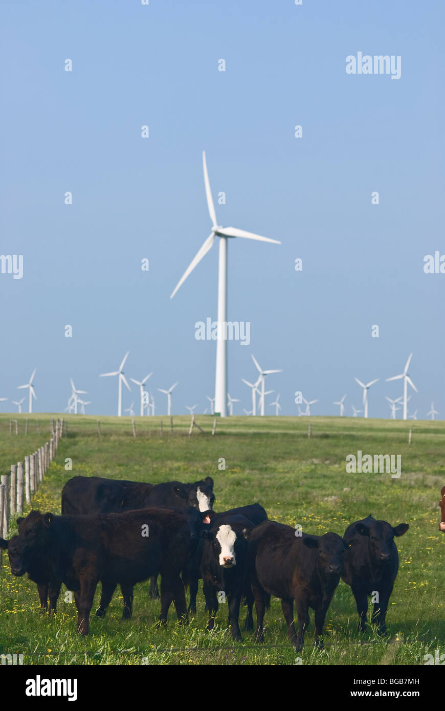 Les bovins paître dans un champ adjacent à plusieurs éoliennes près de Fort McLeod dans le sud-ouest de l'Alberta, Canada. Banque D'Images