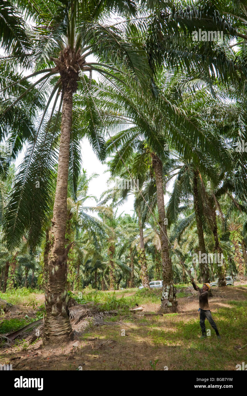 Un travailleur à l'aide d'une longue perche avec lame pour couper des palmeraies et de frondes de palmiers à huile dans le haut. Banque D'Images Un travailleur à l'aide d'une longue perche avec lame pour couper des palmeraies et de frondes de palmiers à huile dans le haut. Banque D'Images