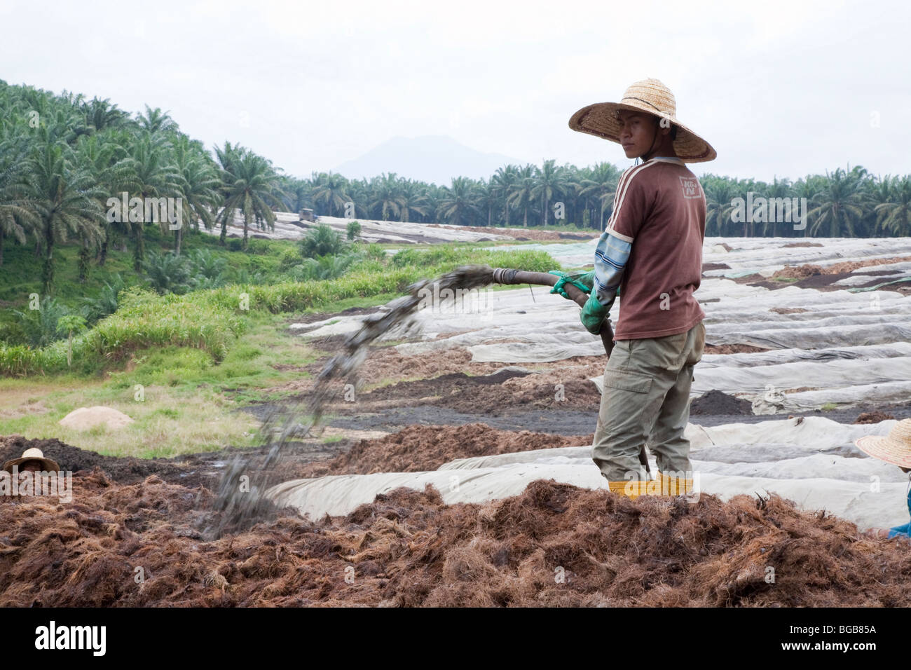 Les effluents de pulvérisation travailleur la mouture de l'huile de palme sur les piles de compost dans une grande installation de compostage sur place. Banque D'Images