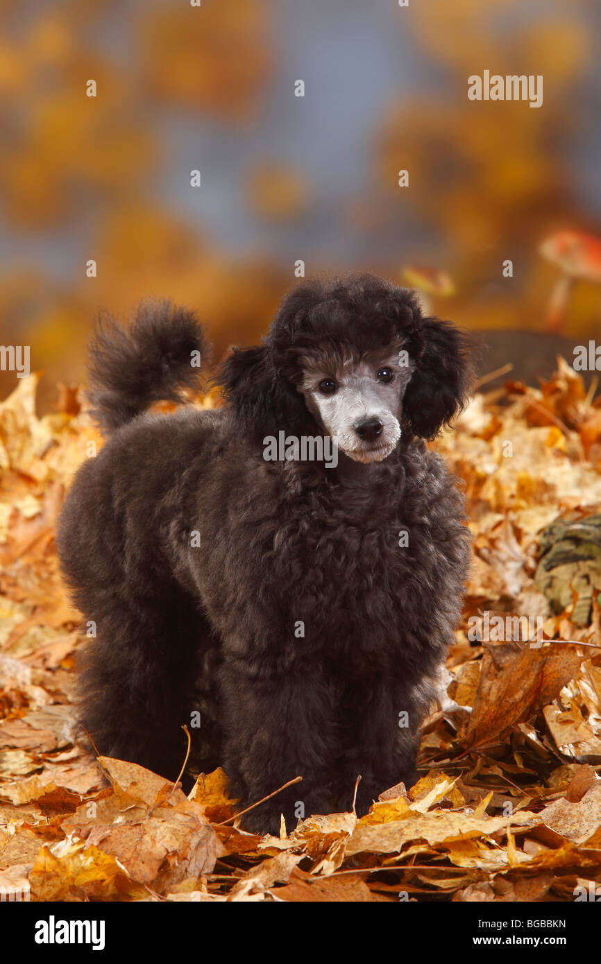 Caniche miniature, minet, 13 semaines, de l'argent / feuillage de l'automne Banque D'Images