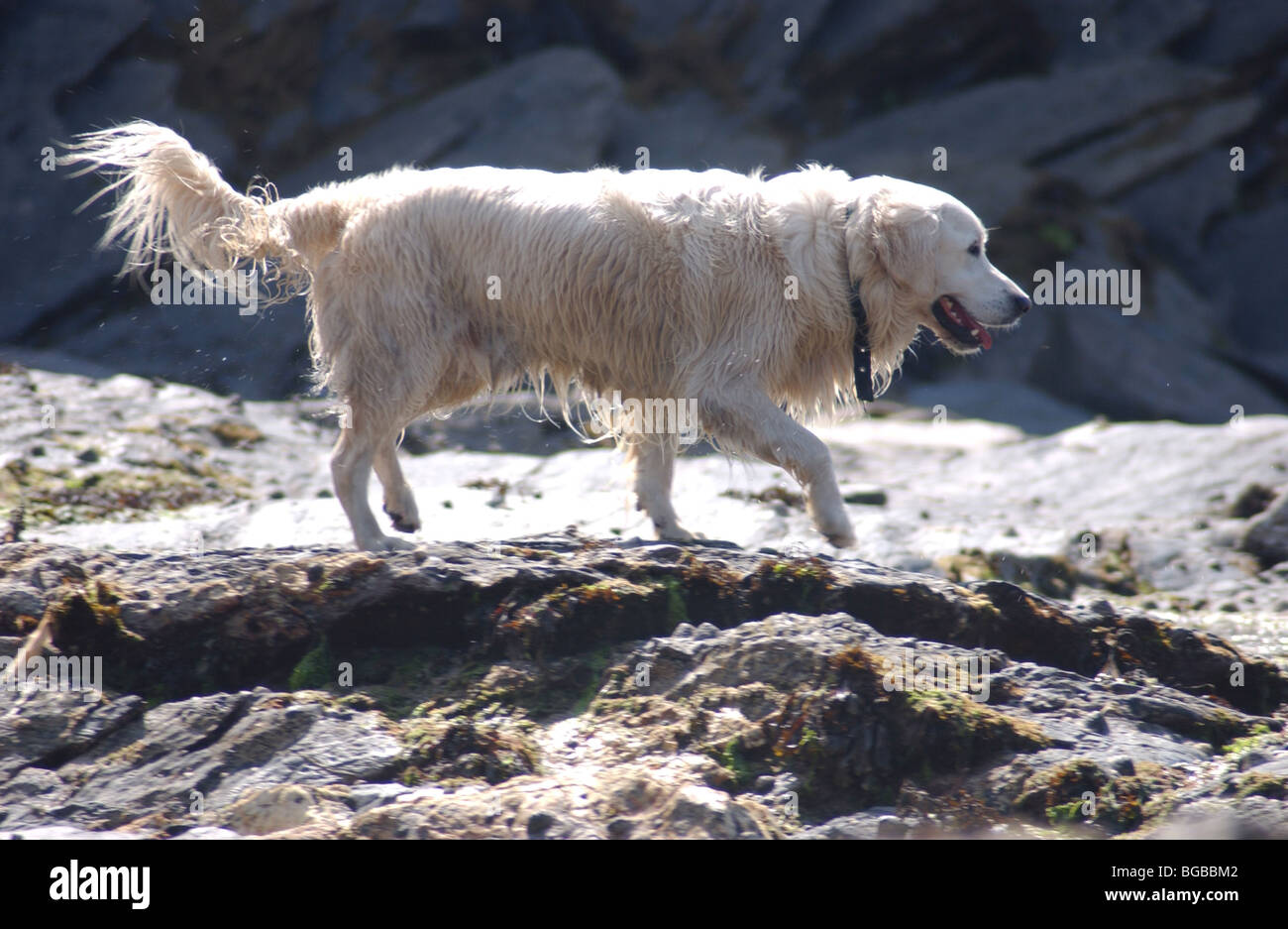 Image libre photo de promenade de chiens avec une couche humide sur une promenade le long de la côte britannique et l'article sur les rochers sur la plage Banque D'Images
