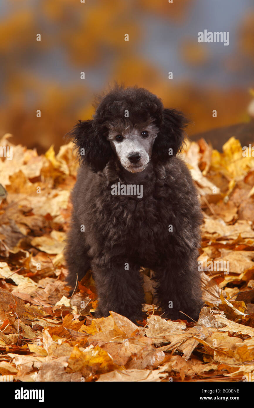 Caniche miniature, minet, 13 semaines, de l'argent / feuillage de l'automne Banque D'Images