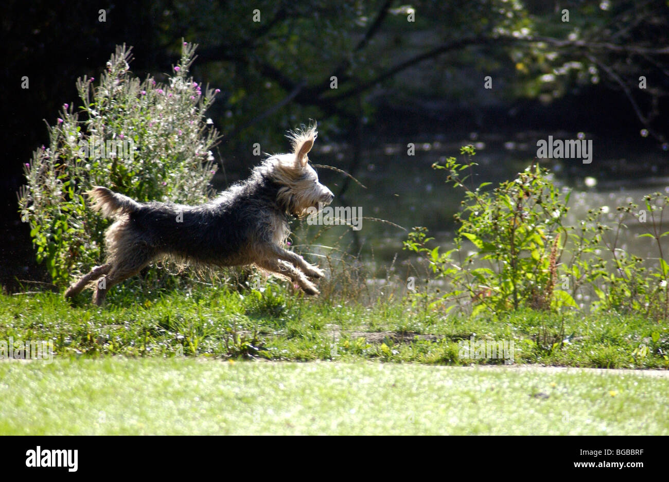 Image Photo d'un chien courir et sauter dans l'heure d'été au bord d'un lac, et d'être exercé. Banque D'Images