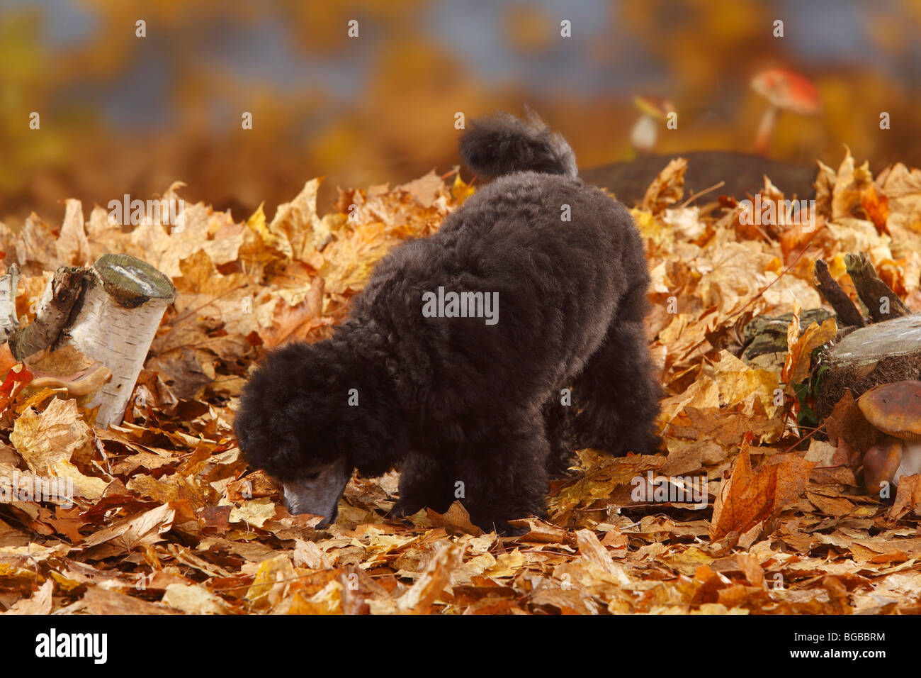 Caniche miniature, minet, 13 semaines, de l'argent / feuillage de l'automne Banque D'Images