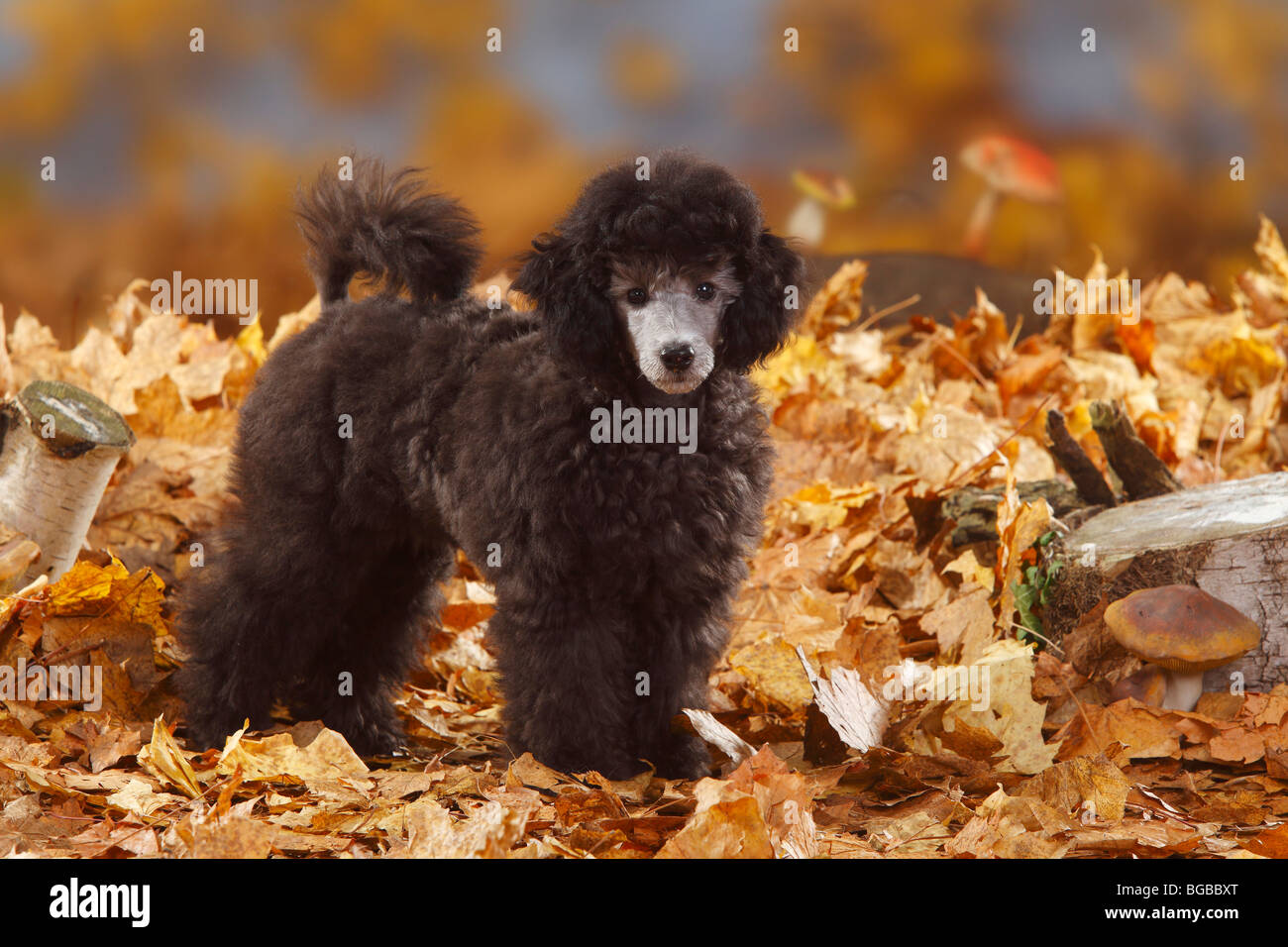 Caniche miniature, minet, 13 semaines, de l'argent / feuillage de l'automne Banque D'Images