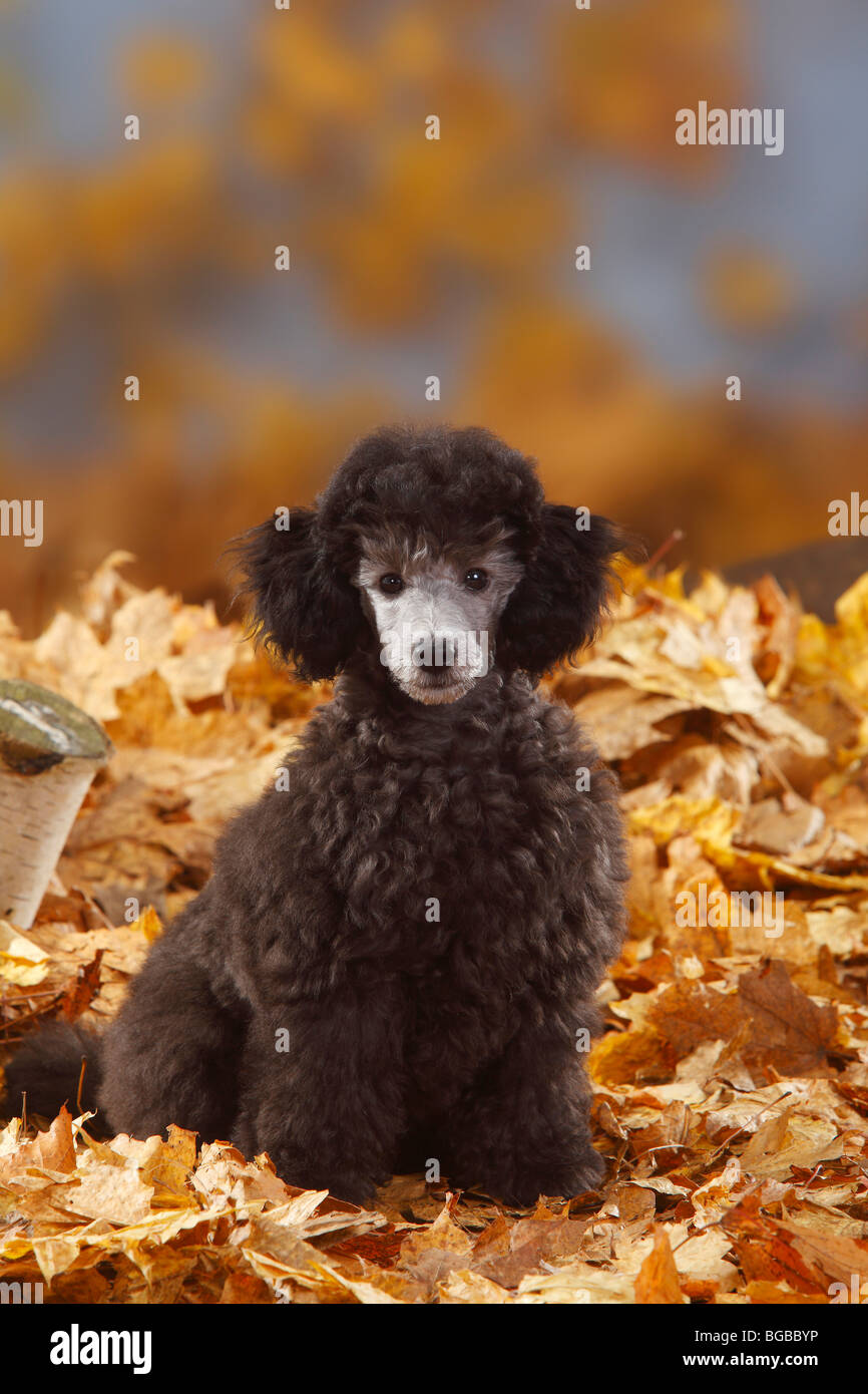Caniche miniature, minet, 13 semaines, de l'argent / feuillage de l'automne Banque D'Images