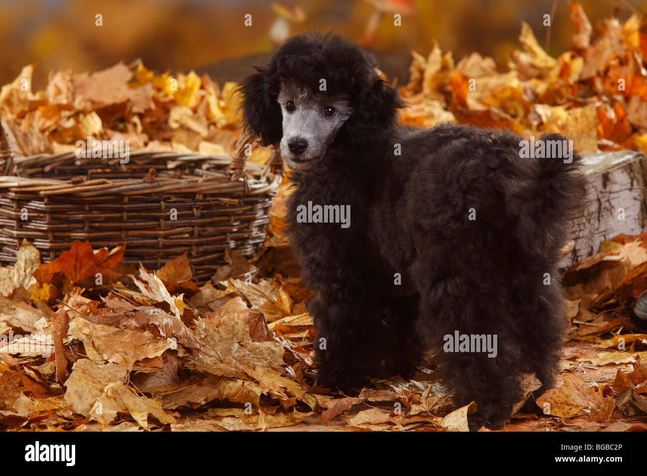 Caniche miniature, minet, 13 semaines, de l'argent / feuillage de l'automne Banque D'Images